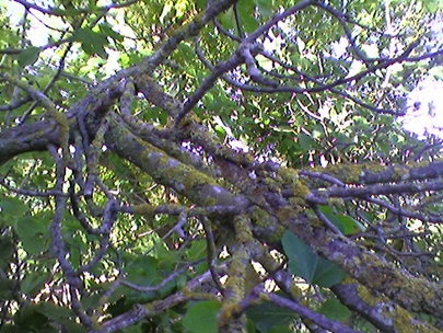 it�s not spring for every tree