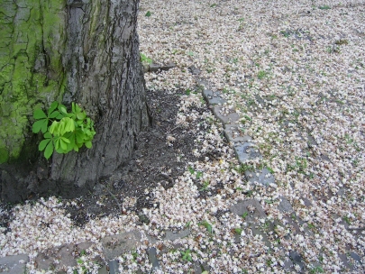 snowflakes are made of blossom