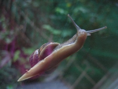 There you are! Eating my whole garden!