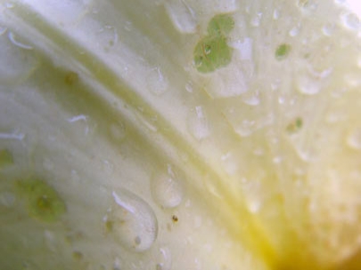 the skin of flowers 4