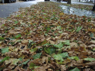 the wind brought all the leaves nicely together