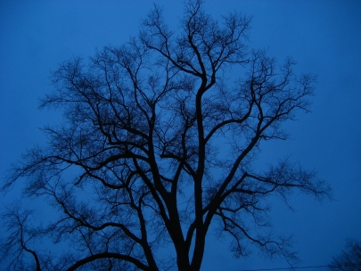 the trees are stripped bare from all they wear