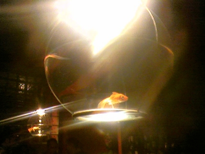 fishes in a disco (elefunk, sevilla)