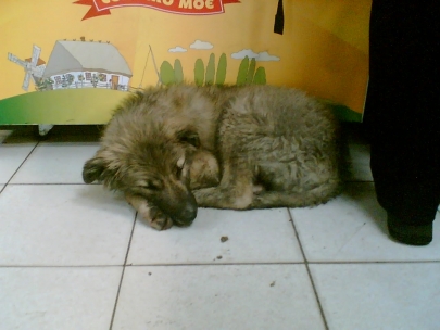 where is your home, doggy? 