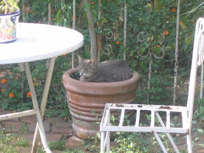 There�s a cat in my garden