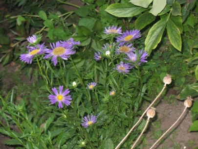 remembering the summer