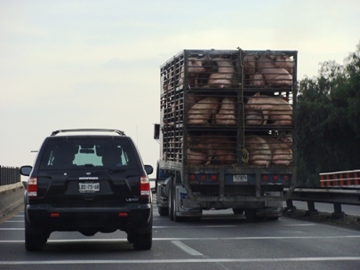 Piggies hit the road