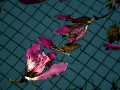 flowers came falling