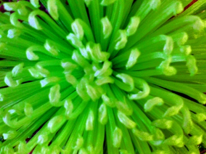 when nature imitates plastic