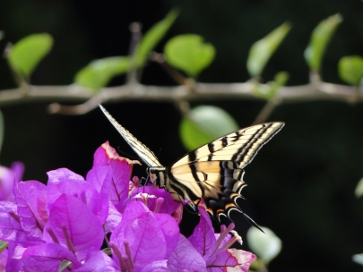 V�os de uma borboleta na resid�ncia do Embaixador