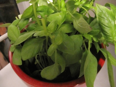 most of the basil leafs are gone into the zucchinisoup