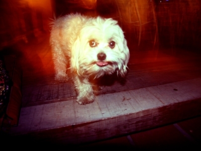 manu's been drinking...