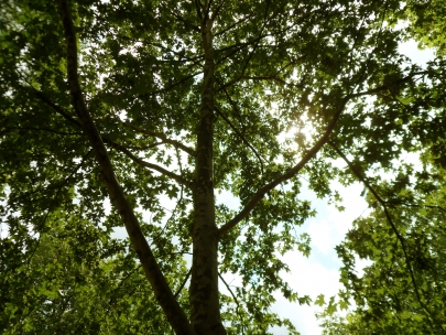 the smell between the trees