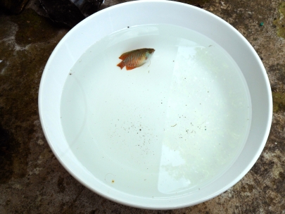 waiting for his house to be clean