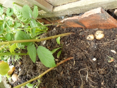 my housemate�s potatoes coming up!