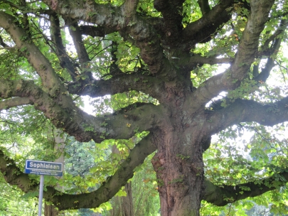 one of the old elms of the Sophialaan