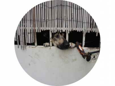 dangerousbarkinganimal