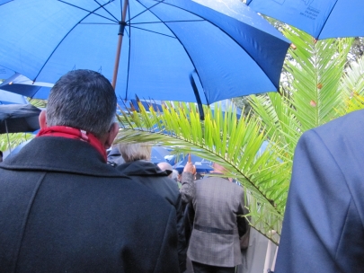 a tree for Raoul Wallenberg