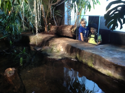 Conversations with a crocodile