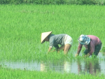 Vietnam, Da Nang, rice fields