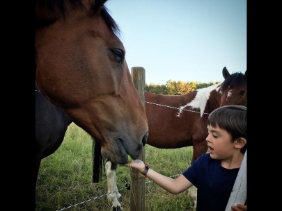 feeding the horses