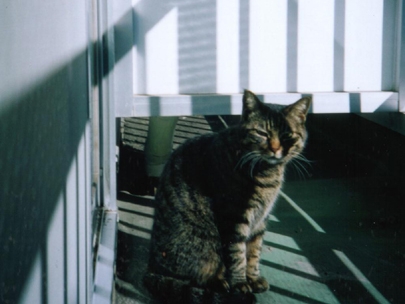 mr.205 left his cat alone.