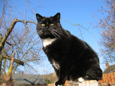 looking out over his kingdom