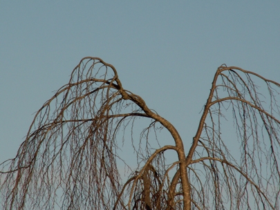 Just  hanging around