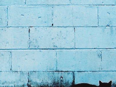 i am a dog-person,but still cats are photogenic.