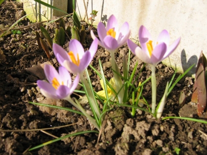 spring is coming ....