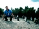 pinguins